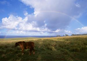 自分の考えにそった葬儀を行える