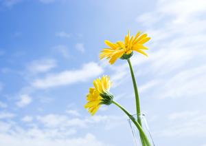 千葉県野田市の家族葬に最適な葬儀会館【ティア野田】の詳細情報と特徴