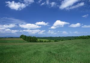 神奈川で選ぶ理想の霊園：家族の供養に最適な場所とサービスガイド